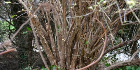 Obrezivanje orlovih noktiju u jesen: dijagrami, video zapisi, savjeti za početnike
